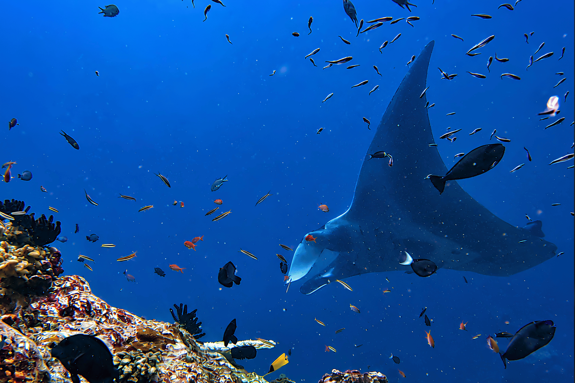 Visual konsep manta di laut terbuka